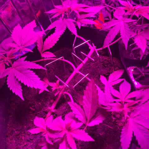 Purple Punch growlog timeline photo
