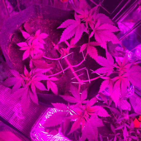 Purple Punch growlog timeline photo