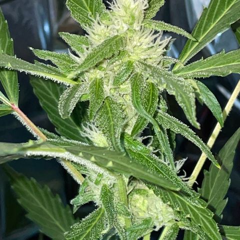 Royal Haze Automatic growlog timeline photo