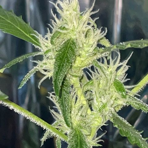 Royal Haze Automatic growlog timeline photo