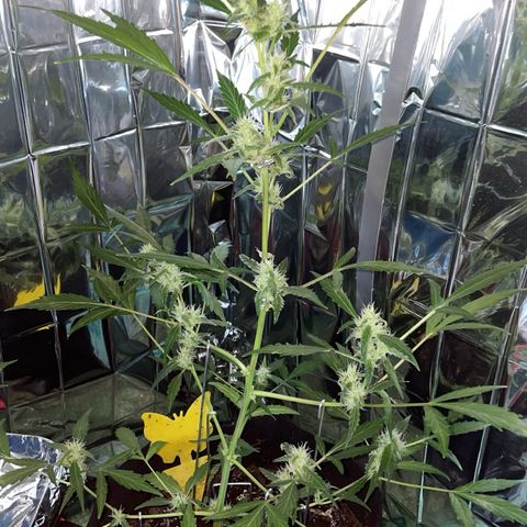 Royal Haze Automatic growlog timeline photo