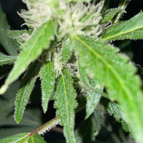 Royal Haze Automatic growlog timeline photo