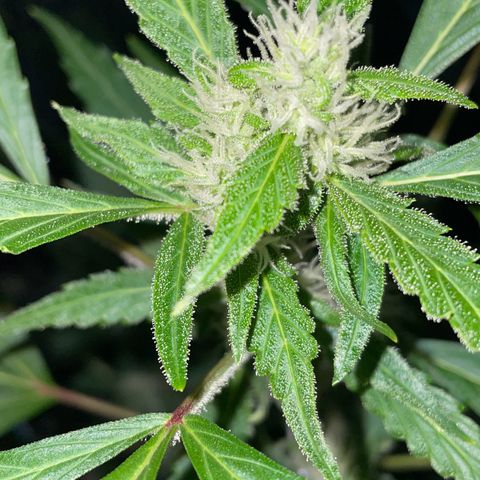 Royal Haze Automatic growlog timeline photo