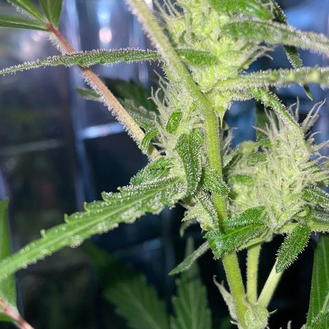Royal Haze Automatic growlog timeline photo
