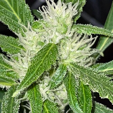 Royal Haze Automatic growlog timeline photo