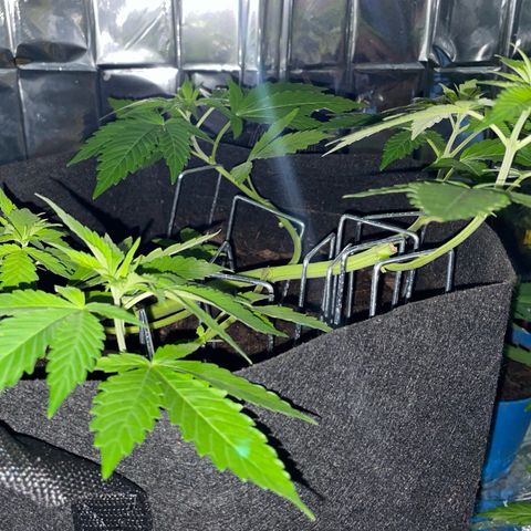 Purple Punch growlog timeline photo