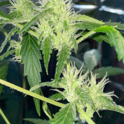 Royal Haze Automatic growlog timeline photo