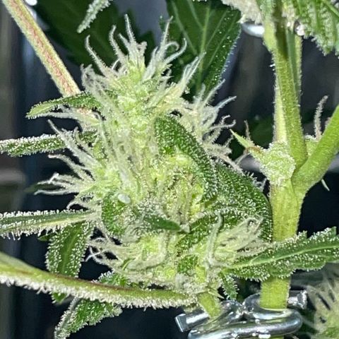Royal Haze Automatic growlog timeline photo