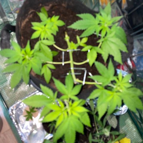 Purple Punch growlog timeline photo