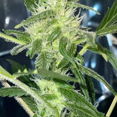 Royal Haze Automatic growlog timeline photo