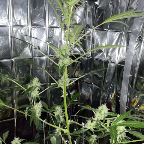 Royal Haze Automatic growlog timeline photo