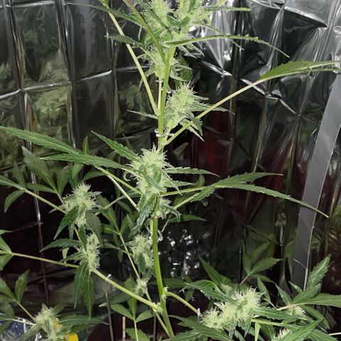 Royal Haze Automatic growlog timeline photo