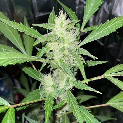 Royal Haze Automatic growlog timeline photo