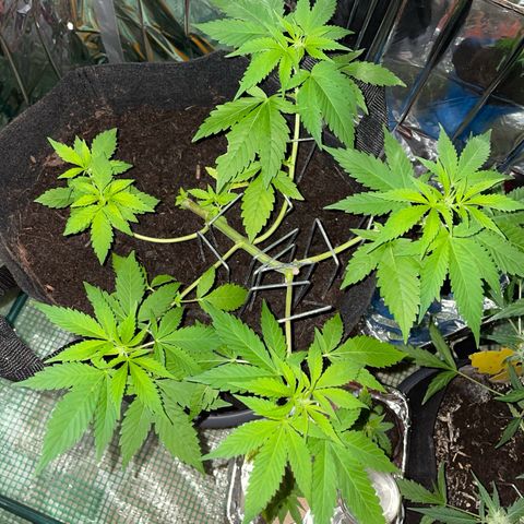Purple Punch growlog timeline photo