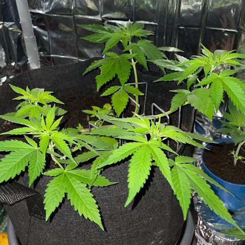 Purple Punch growlog timeline photo