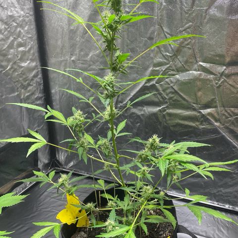 Royal Haze Automatic growlog timeline photo