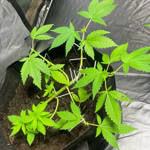 Purple Punch growlog timeline photo