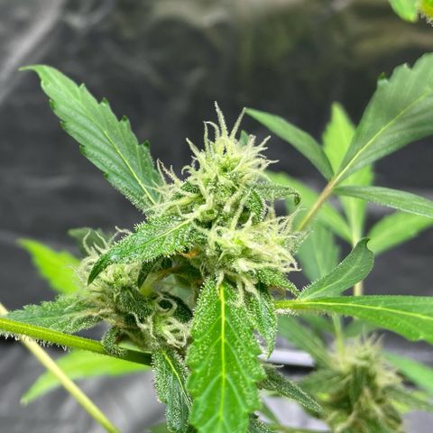 Royal Haze Automatic growlog timeline photo