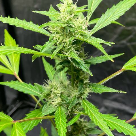 Royal Haze Automatic growlog timeline photo