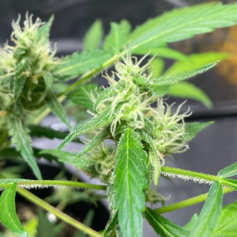 Royal Haze Automatic growlog timeline photo