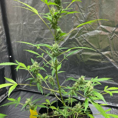 Royal Haze Automatic growlog timeline photo