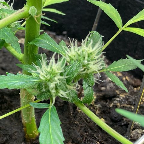 Royal Haze Automatic growlog timeline photo