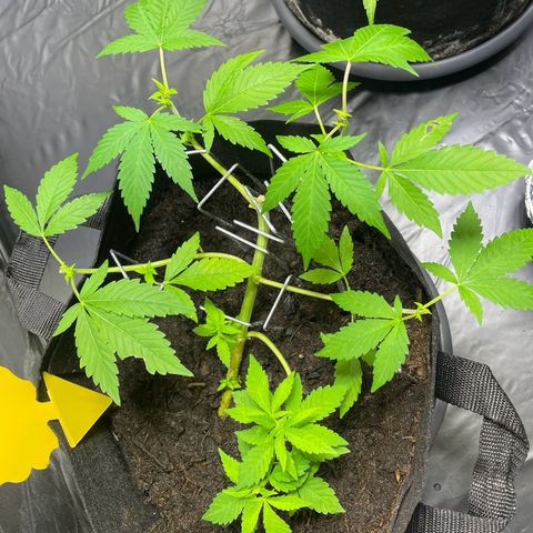 Purple Punch growlog timeline photo