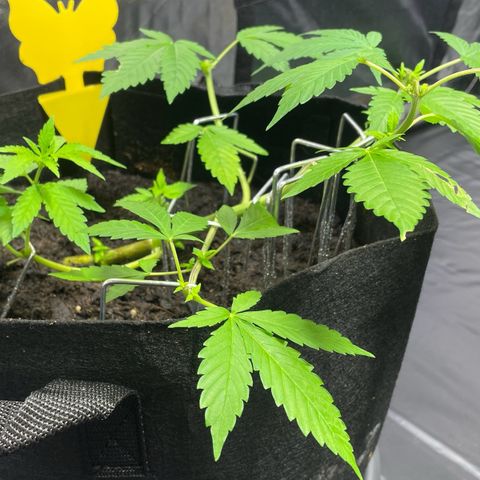 Purple Punch growlog timeline photo