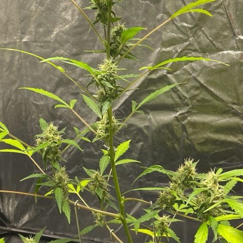 Royal Haze Automatic growlog timeline photo