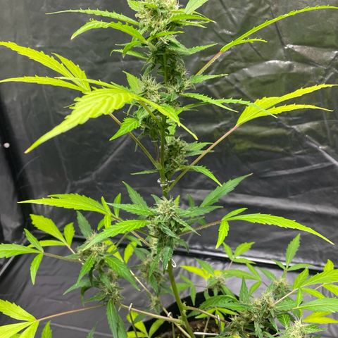 Royal Haze Automatic growlog timeline photo