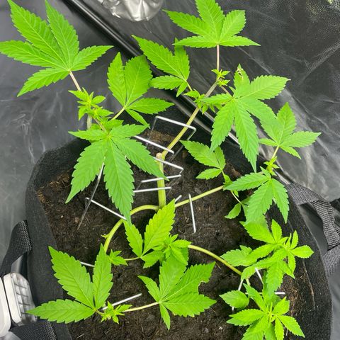 Purple Punch growlog timeline photo