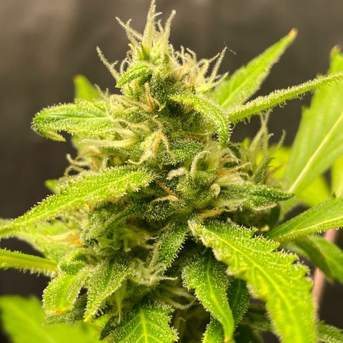 Royal Haze Automatic growlog timeline photo