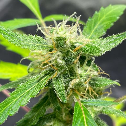 Royal Haze Automatic growlog timeline photo