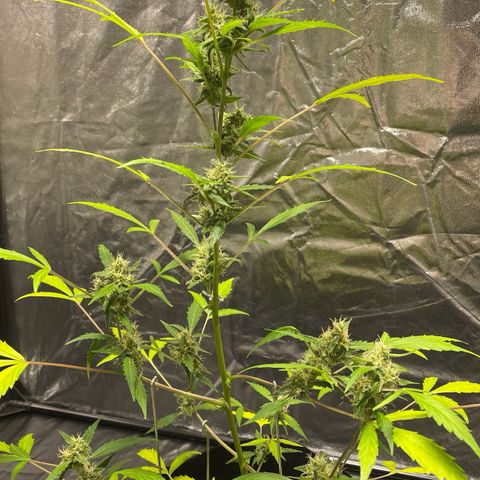 Royal Haze Automatic growlog timeline photo