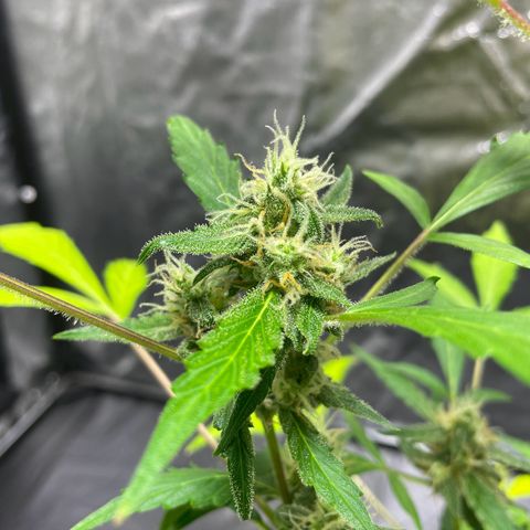 Royal Haze Automatic growlog timeline photo
