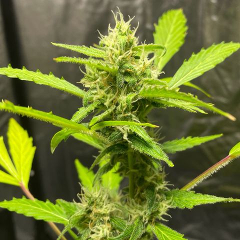 Royal Haze Automatic growlog timeline photo