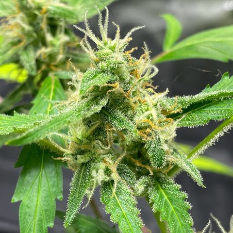 Royal Haze Automatic growlog timeline photo