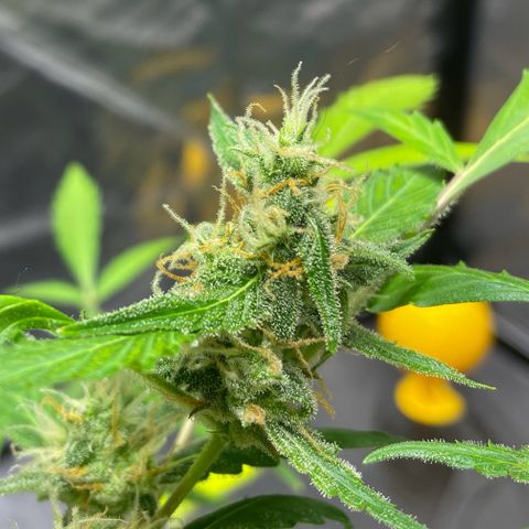 Royal Haze Automatic growlog timeline photo