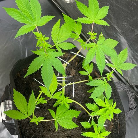 Purple Punch growlog timeline photo