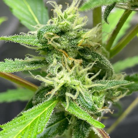 Royal Haze Automatic growlog timeline photo