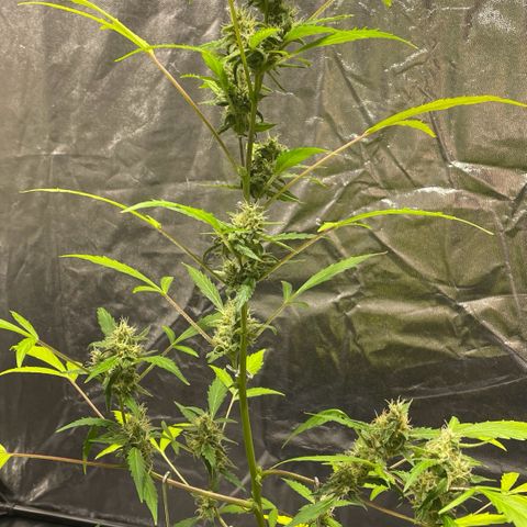 Royal Haze Automatic growlog timeline photo