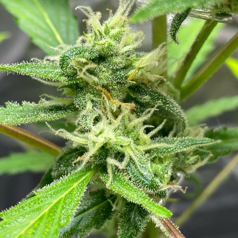 Royal Haze Automatic growlog timeline photo