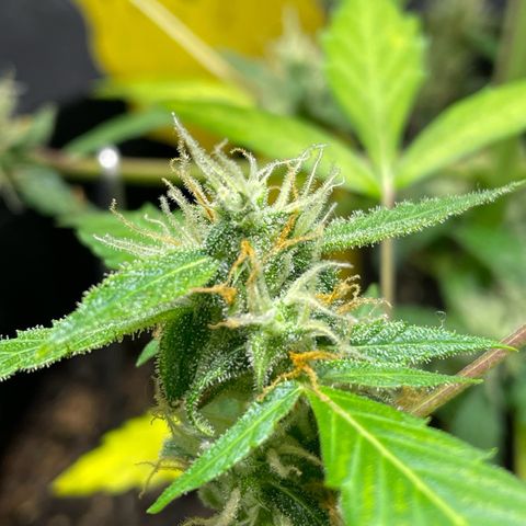 Royal Haze Automatic growlog timeline photo