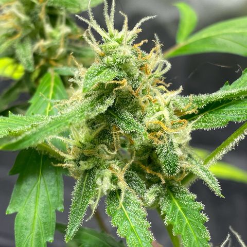 Royal Haze Automatic growlog timeline photo