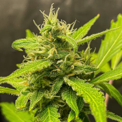 Royal Haze Automatic growlog timeline photo