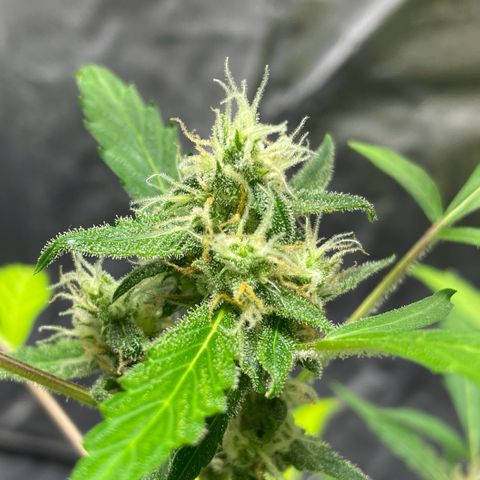 Royal Haze Automatic growlog timeline photo