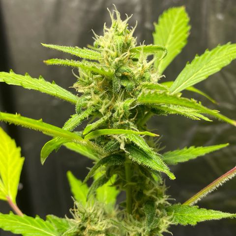 Royal Haze Automatic growlog timeline photo