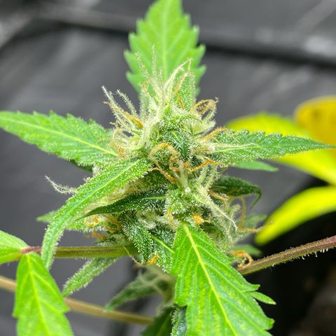 Royal Haze Automatic growlog timeline photo
