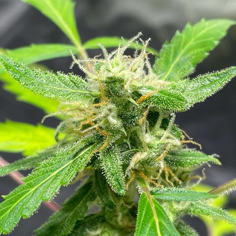 Royal Haze Automatic growlog timeline photo