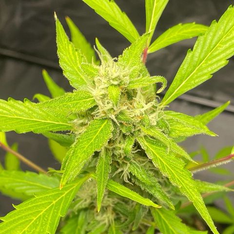 Royal Haze Automatic growlog timeline photo